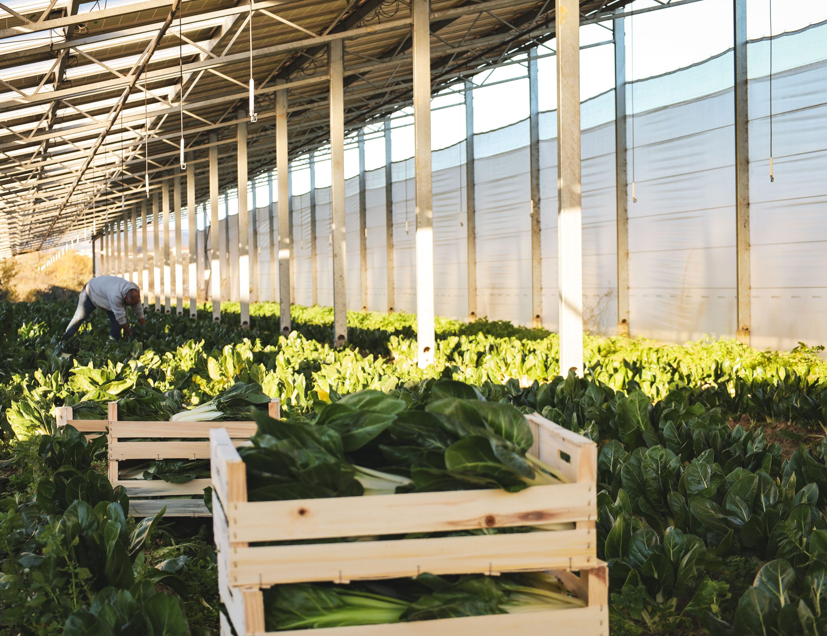 Production de blettes-pieds sous ombrières photovoltaïques semi-fermées à Trouillas