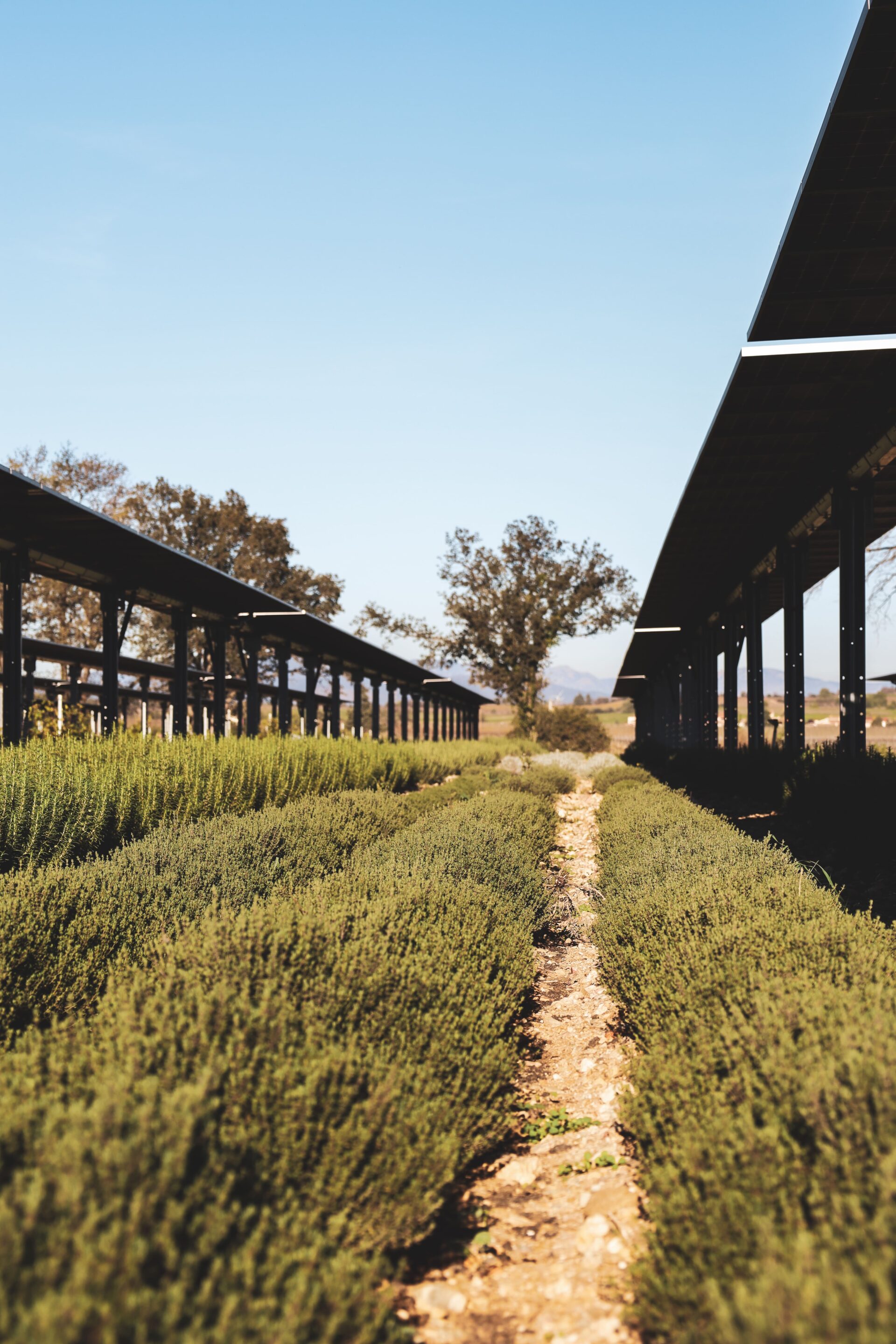 Culture de plantes sous ombrières dynamiques (thym, romarin, lavandin, saug