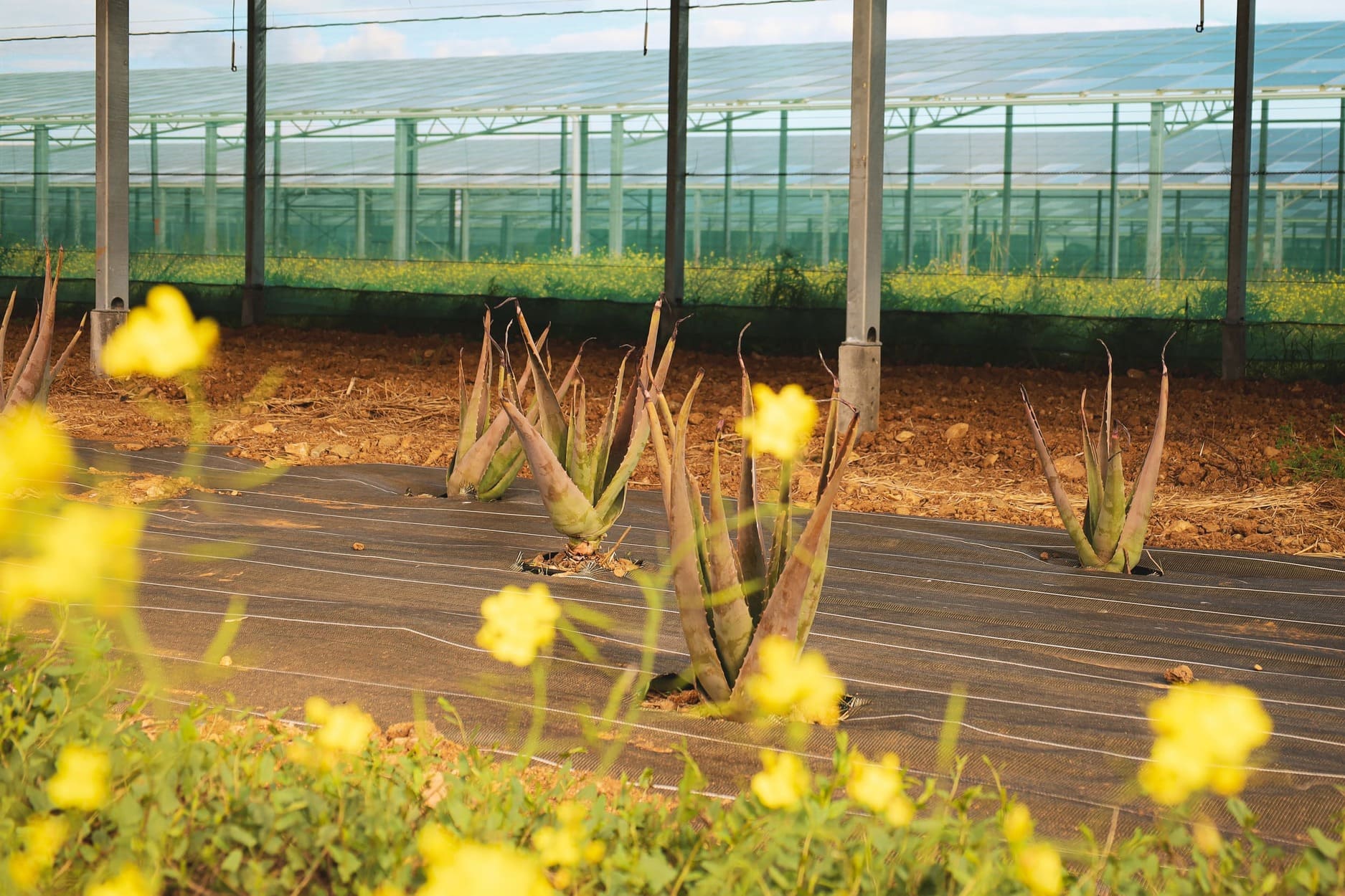 Aloe vera & agrivoltaïsme : une culture d’avenir à Perpignan