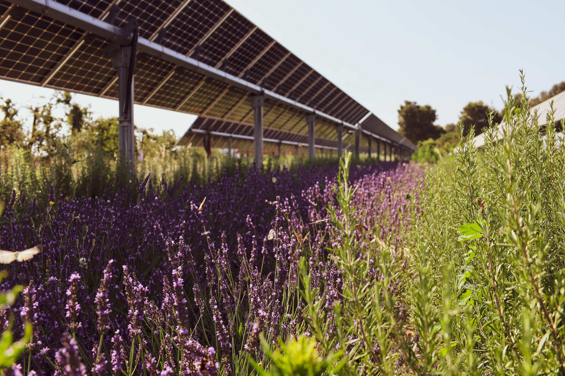 Lavandin & agrivoltaïsme : une floraison prometteuse à Trouillas (66)
