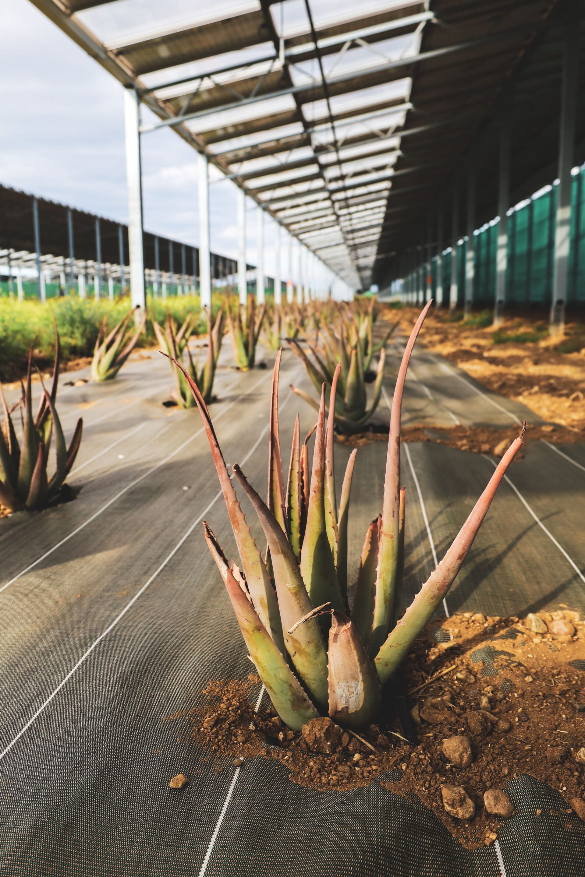 Aloe vera & agrivoltaïsme : une culture d’avenir à Perpignan