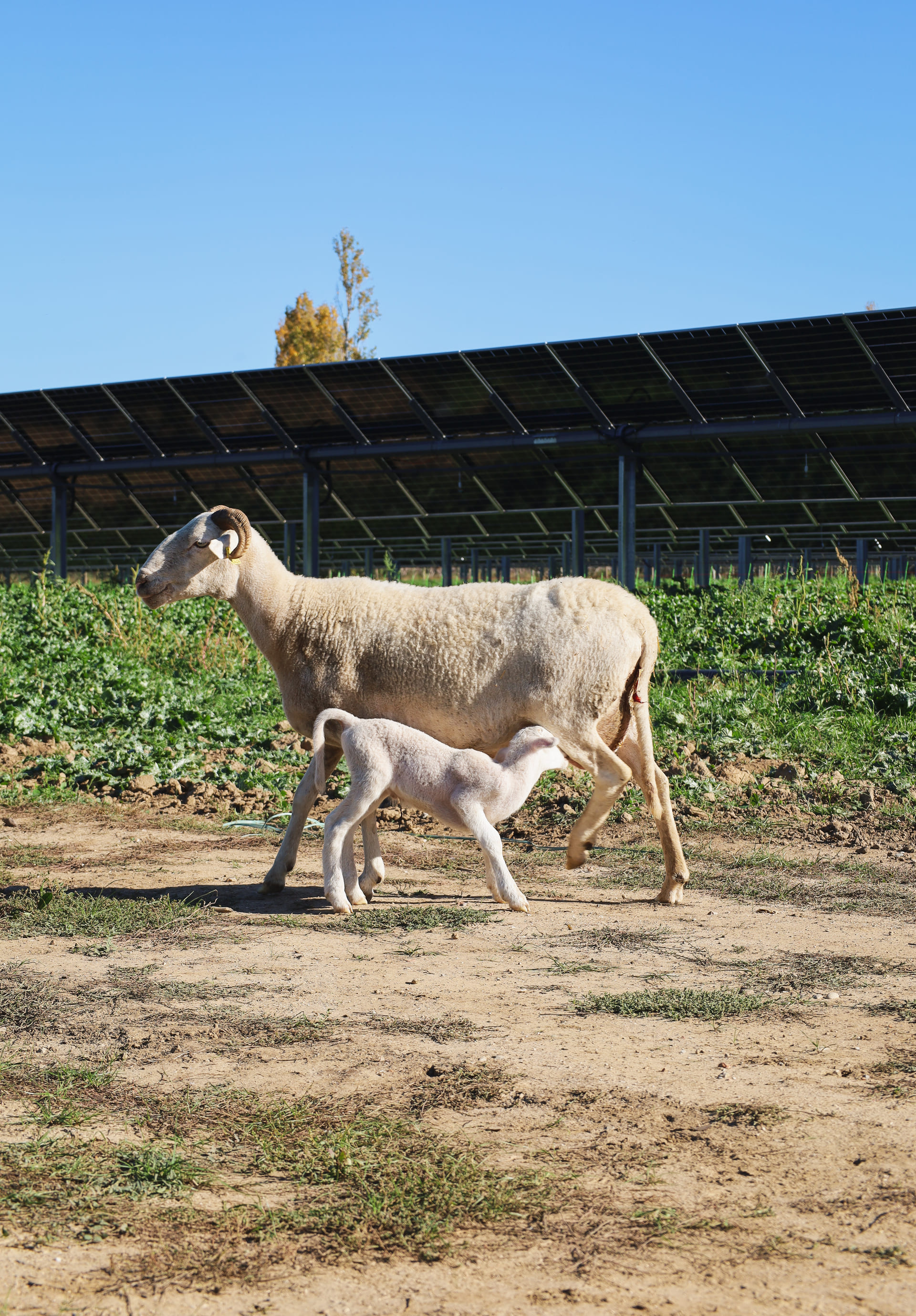Mise en service d’une installation agrivoltaïque d’élevage ovin à Saint-André